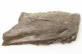 Fossil Fish (Gillicus) Jaw Section - Kansas #197688-2